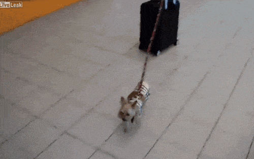 dog and luggage