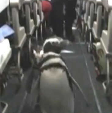 Photo shows two penguins walking down the aisle of an airplane.