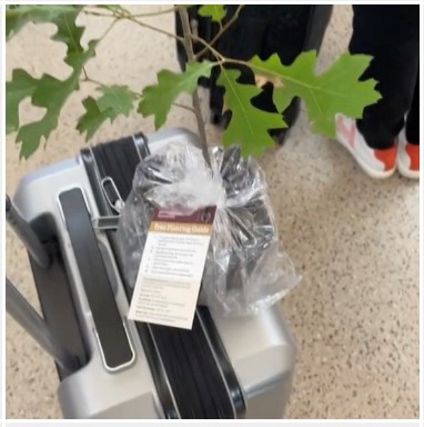 A small tree with a carry-on bag.