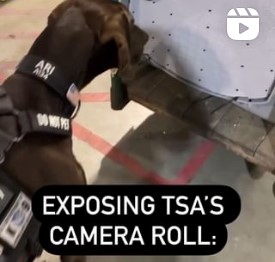 Exposing TSA's camera roll: Covered kennel with K9 Ari looking in.