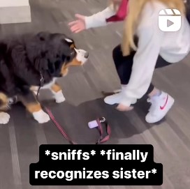 Doggie *sniffs* finally recognizes sister* 