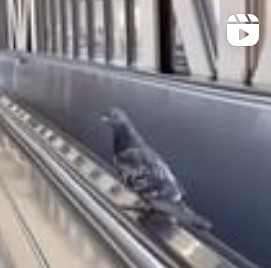 A pigeon riding a moving walkway.