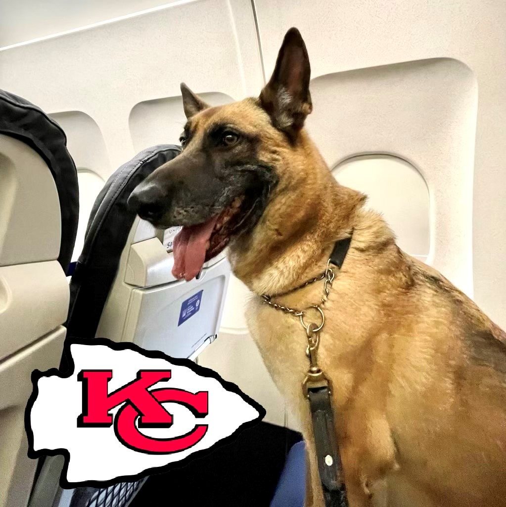 TSA K9 on and airplane headed to the Super Bowl. Chiefs logo to show where fans headed to the game can get their travel info. 