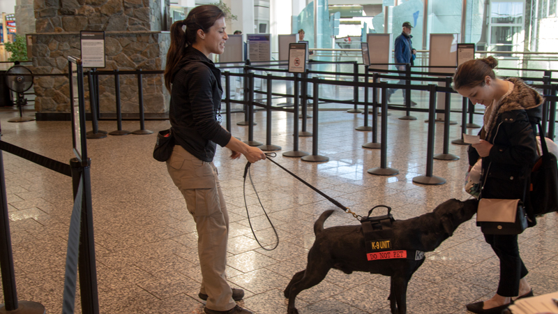 ANC explosives detection canine and handler