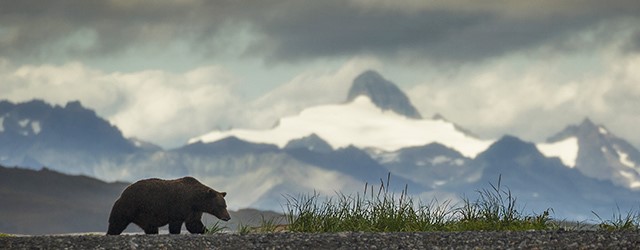 Bear - Alaska 