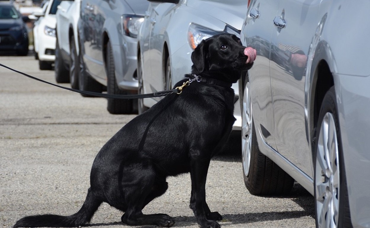 TSA's National Explosive Detection Canine Program ...