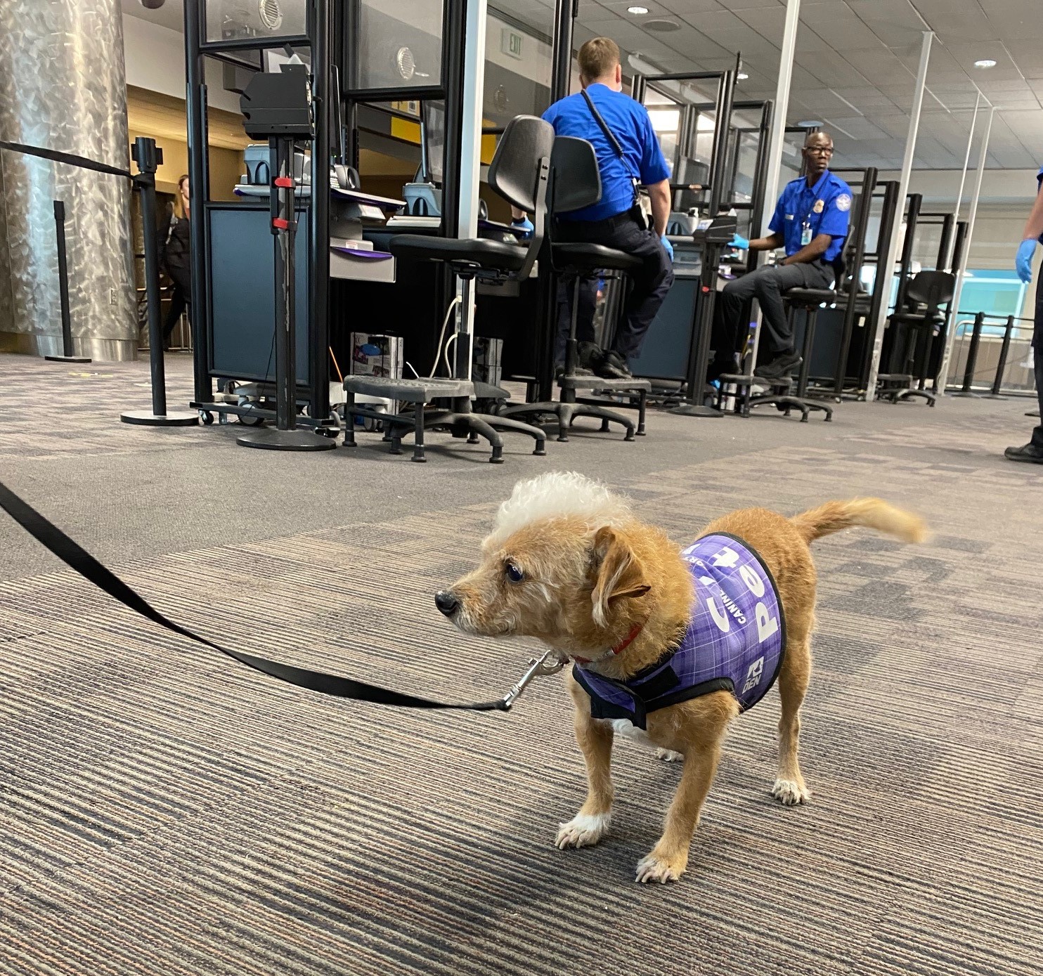 TSA offers tips for traveling with small pets through the security  checkpoint this holiday season | Transportation Security Administration