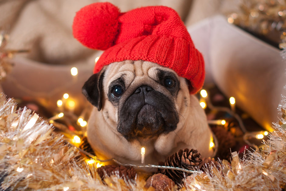Pug wearing Santa hat