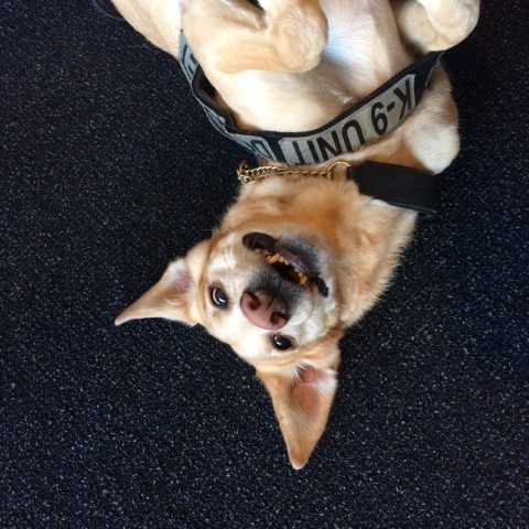 TSA Canine