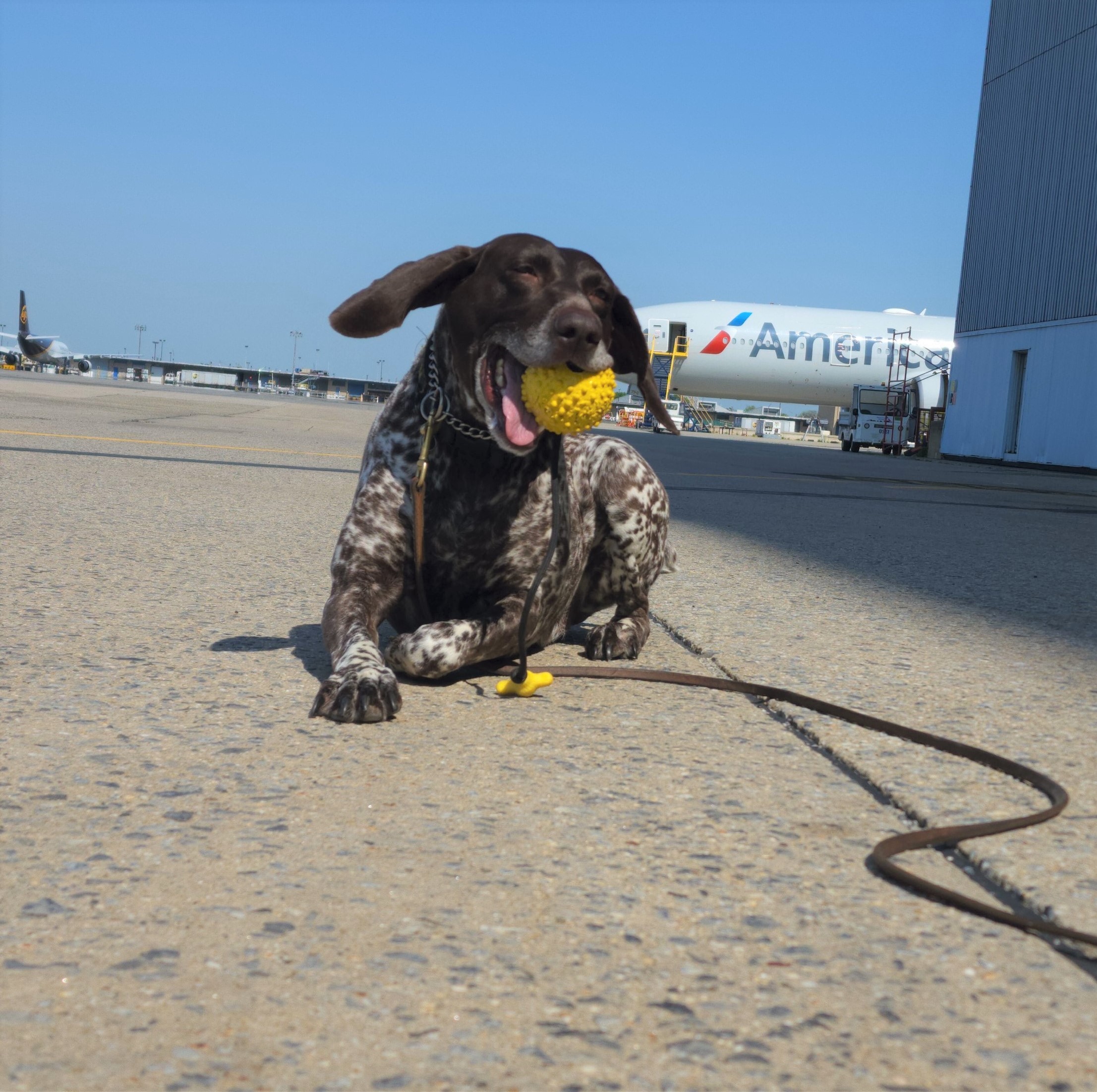 TSA explosives detection canine Ben is usually screening passengers at JFK International Airport. Here he takes a much-deserved break from screening passengers. (TSA photo)