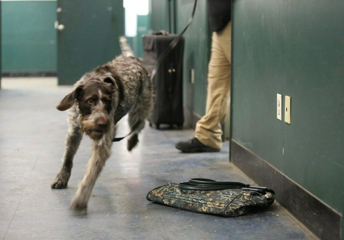 TSA passenger screening canine Haver works at JFK International Airport. Here he is participating in a training exercise designed to improve his ability to detect explosives. (TSA photo)