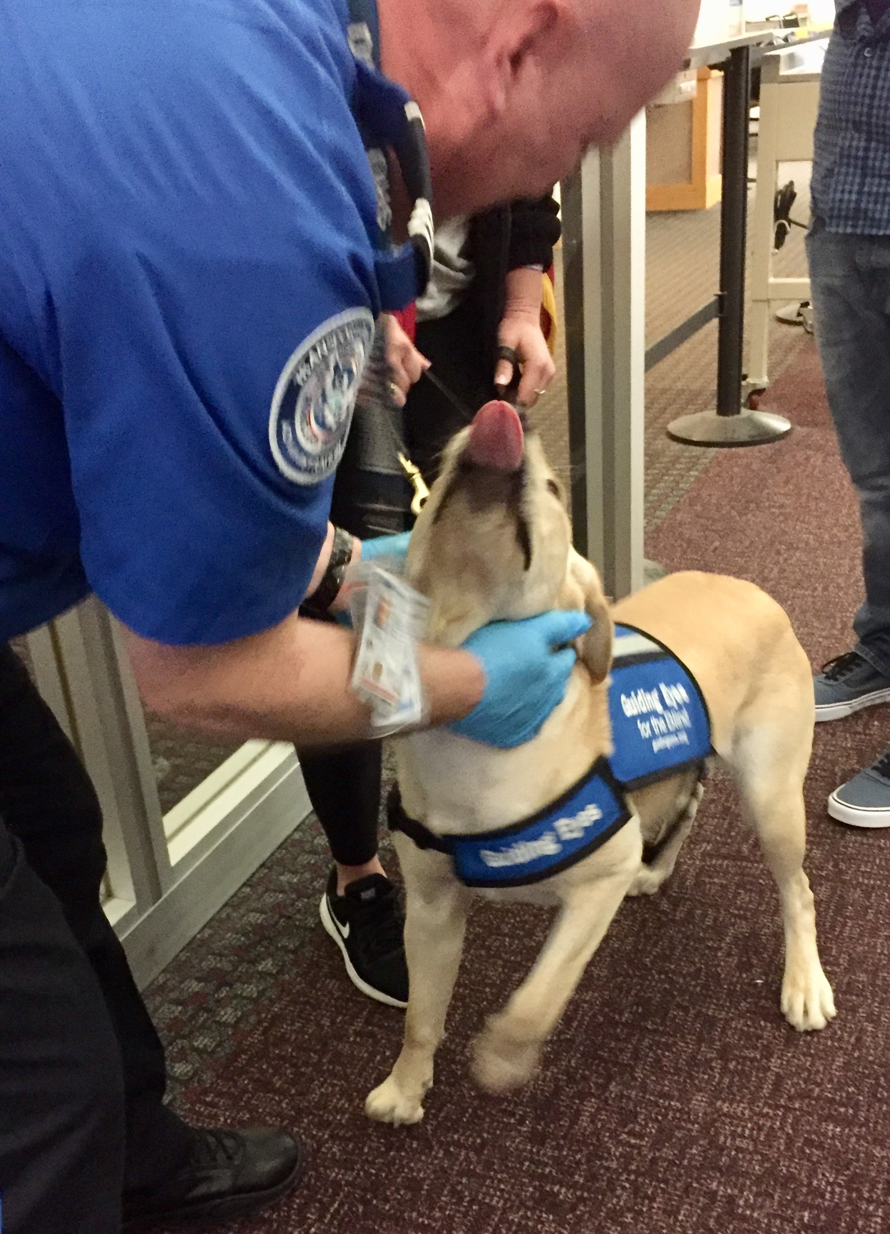 A TSA officer pats down the collar of this guide dog in training at Ithaca Tompkins Regional Airport. 