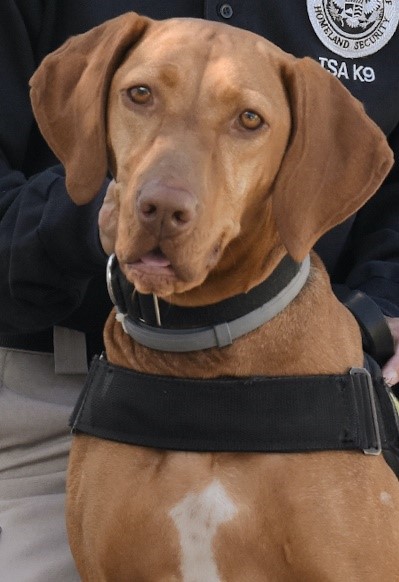 tsa canine academy