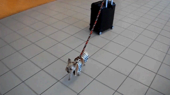 Small dog with suitcase