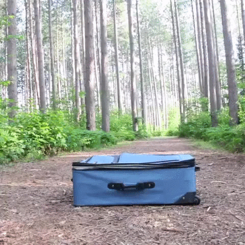 Pet getting into suitcase
