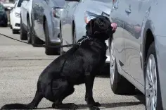 TSA canine training in a parking lot