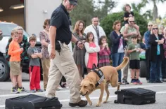 Explosives Detection Canine