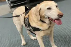 Cooper, a yellow Labrador, on duty 
