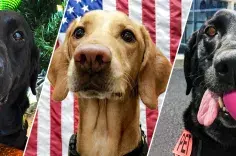 4 TSA canines