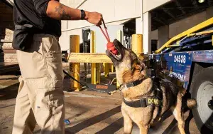 A TSA canine's work is never done | Transportation Security ...