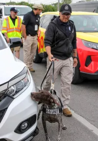Canine Pigra and handler Richard Sanchez traveled from LaGuardia Airport to support canine screening efforts during Indianapolis 500 weekend. (Photo by Cassandra Crager)