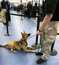TSA canine team in action at LAS. (Lorie Dankers photo)