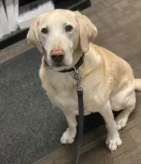 Cooper, a yellow Labrador, on duty