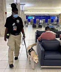 Canine team at Miami airport photo