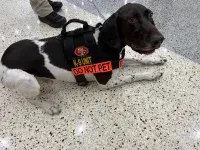 TSA SJC explosive detection canine Bingo.