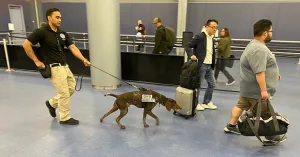 TSA canine Bimbo-Booms (Bubba), with help from Handler Koa Purugganan, is on the prowl for an explosive device at Harry Reid International Airport in Las Vegas. (Photo courtesy of Koa Purugganan)