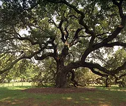 The Emancipation Oak on Hampton University’s campus, where the Emancipation Proclamation was first read in the southern U.S. (File photo)