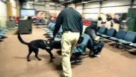 Inside look: TSA canine training